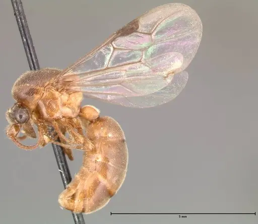 Aenictus latiscapus specimen FOCOL0388 image focol0388_3
