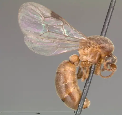 Aenictus latiscapus specimen FOCOL0388 image focol0388_4