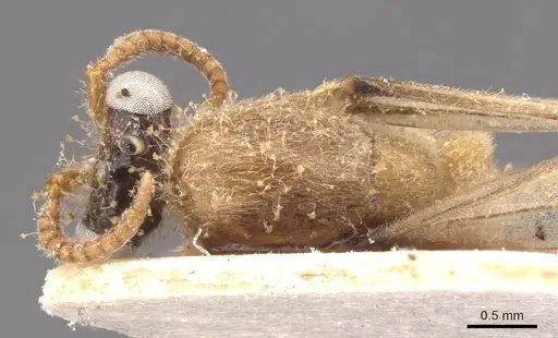 Aenictus leliepvrei specimen CASENT0913752 image casent0913752_1