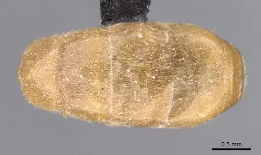 Aenictus leliepvrei specimen CASENT0913752 image casent0913752_2