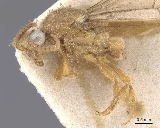 Aenictus leliepvrei specimen CASENT0913752 image casent0913752_4