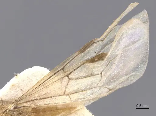 Aenictus leliepvrei specimen CASENT0913752 image casent0913752_5