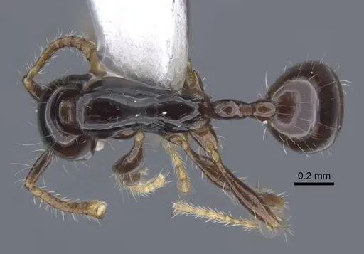 Aenictus leptotyphlatta specimen CASENT0917240 image casent0917240_1