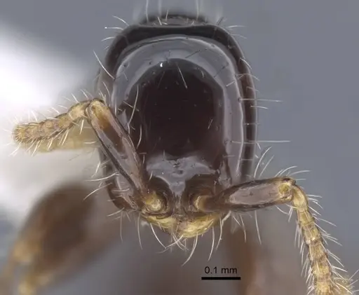 Aenictus leptotyphlatta specimen CASENT0917240 image casent0917240_2