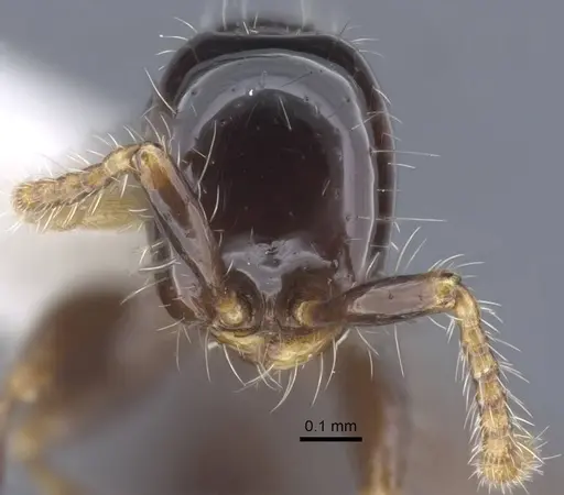 Aenictus leptotyphlatta specimen CASENT0917240 image casent0917240_3