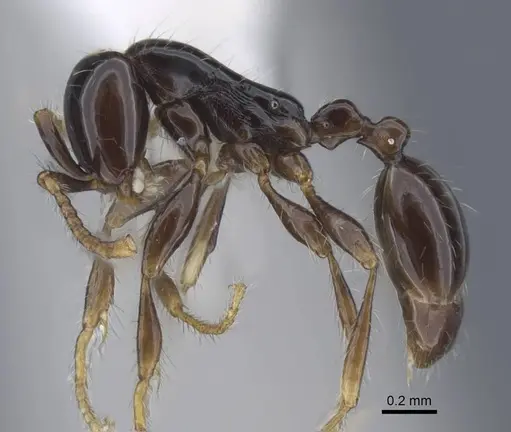 Aenictus leptotyphlatta specimen CASENT0917240 image casent0917240_4