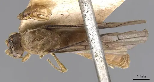 Aenictus longi specimen CASENT0907012 image casent0907012_1
