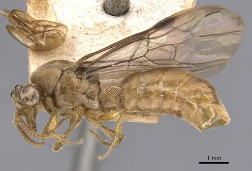Aenictus longi specimen CASENT0907012 image casent0907012_3