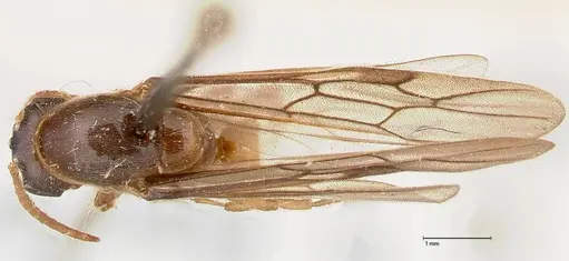 Aenictus longi specimen FOCOL0384 image focol0384_1