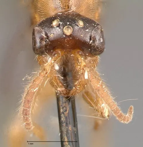 Aenictus longi specimen FOCOL0384 image focol0384_2