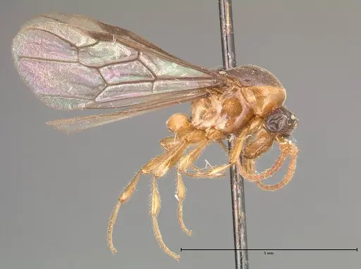 Aenictus longi specimen FOCOL0384 image focol0384_3