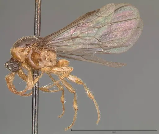 Aenictus longi specimen FOCOL0384 image focol0384_4