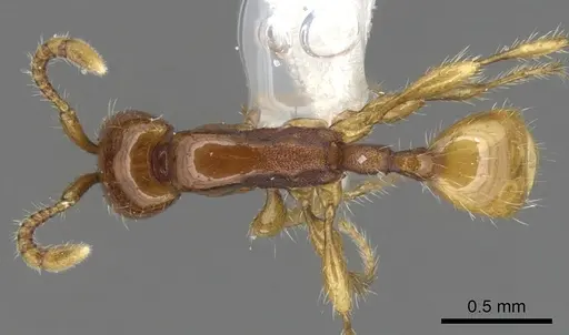 Aenictus longinodus specimen CASENT0903679 image casent0903679_1