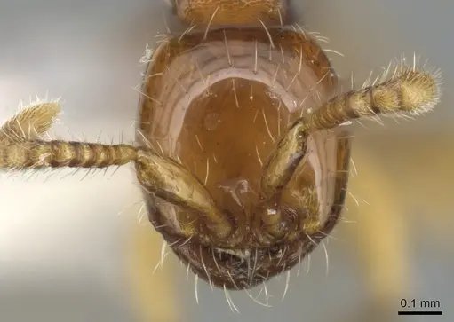 Aenictus longinodus specimen CASENT0903679 image casent0903679_2