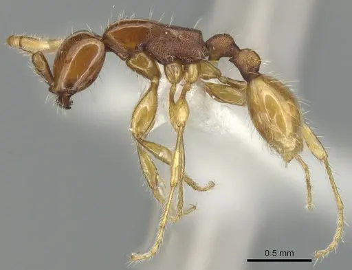 Aenictus longinodus specimen CASENT0903679 image casent0903679_3