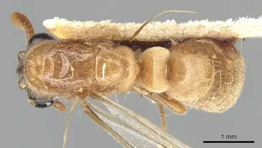 Aenictus luteus specimen CASENT0903758 image casent0903758_1