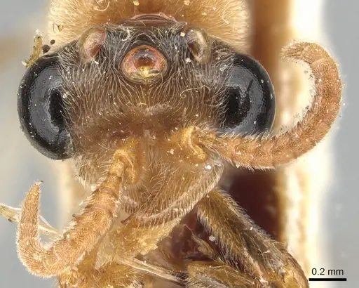 Aenictus luteus specimen CASENT0903758 image casent0903758_2