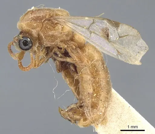 Aenictus luteus specimen CASENT0903758 image casent0903758_3