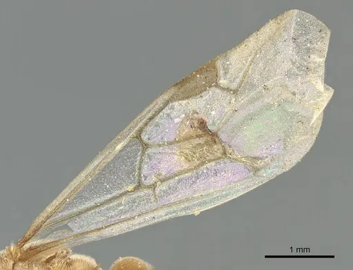 Aenictus luteus specimen CASENT0903758 image casent0903758_4