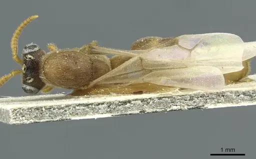 Aenictus luteus specimen CASENT0911432 image casent0911432_1