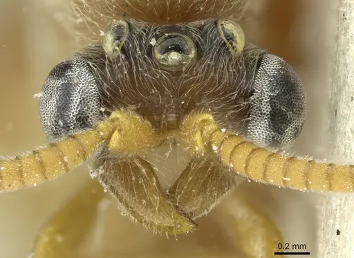 Aenictus luteus specimen CASENT0911432 image casent0911432_2