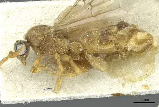 Aenictus luteus specimen CASENT0911432 image casent0911432_3