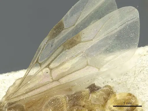 Aenictus luteus specimen CASENT0911432 image casent0911432_4