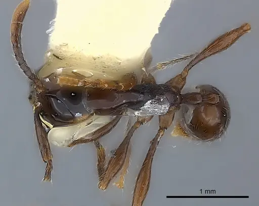 Aenictus luzoni specimen CASENT0217378 image casent0217378_1