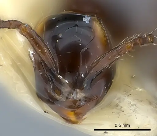 Aenictus luzoni specimen CASENT0217378 image casent0217378_2