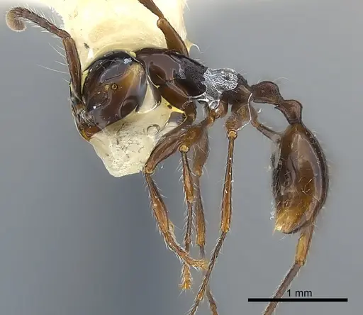 Aenictus luzoni specimen CASENT0217378 image casent0217378_3