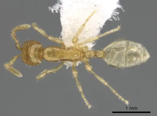 Aenictus mariae specimen ANTWEB1025177 image antweb1025177_1