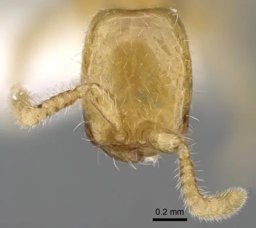 Aenictus mariae specimen ANTWEB1025177 image antweb1025177_2