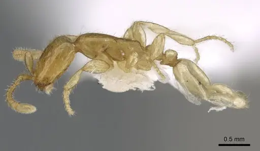 Aenictus mariae specimen ANTWEB1025177 image antweb1025177_3