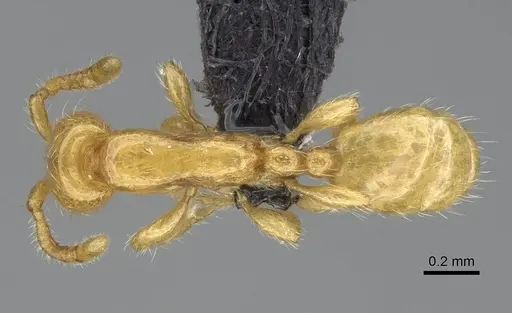 Aenictus mariae specimen CASENT0009121 image casent0009121_1