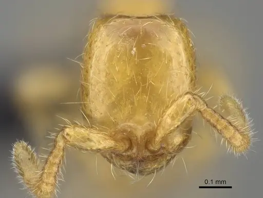 Aenictus mariae specimen CASENT0009121 image casent0009121_2