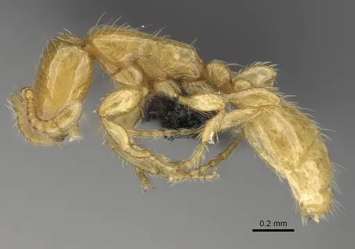 Aenictus mariae specimen CASENT0009121 image casent0009121_3