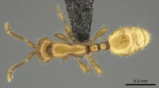Aenictus mariae specimen CASENT0235824 image casent0235824_1