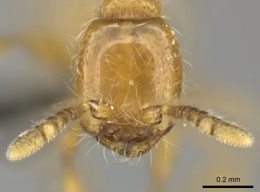 Aenictus mariae specimen CASENT0235824 image casent0235824_2