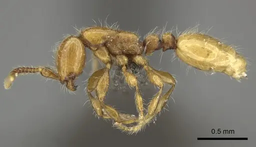 Aenictus mariae specimen CASENT0235824 image casent0235824_3