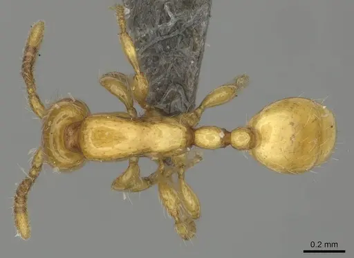 Aenictus mariae specimen CASENT0256570 image casent0256570_1