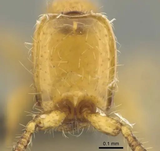 Aenictus mariae specimen CASENT0256570 image casent0256570_2
