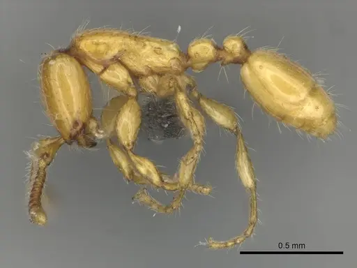Aenictus mariae specimen CASENT0256570 image casent0256570_3