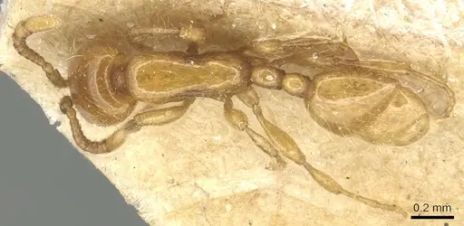 Aenictus mariae specimen CASENT0903760 image casent0903760_1