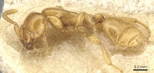 Aenictus mariae specimen CASENT0903760 image casent0903760_3