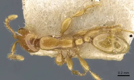 Aenictus mariae specimen CASENT0907029 image casent0907029_1
