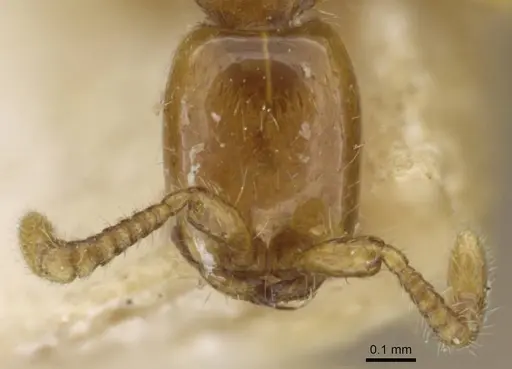 Aenictus mariae specimen CASENT0907029 image casent0907029_2