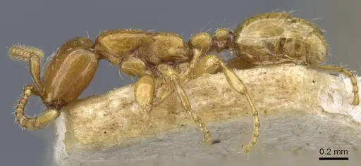 Aenictus mariae specimen CASENT0907029 image casent0907029_3