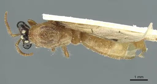 Aenictus mauritanicus specimen CASENT0911434 image casent0911434_1