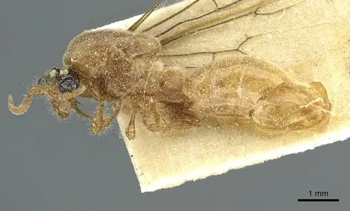 Aenictus mauritanicus specimen CASENT0911434 image casent0911434_3
