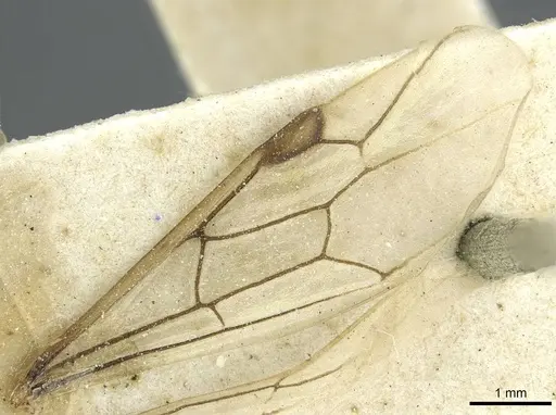 Aenictus mauritanicus specimen CASENT0911434 image casent0911434_4